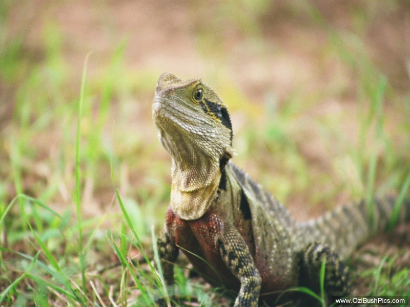 Eastern Water Dragon. Casino, NSW.
Photo courtesy Michael Lake.