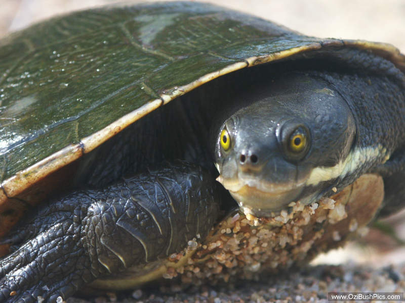 Tortoise - Mid Clarence River, NSW