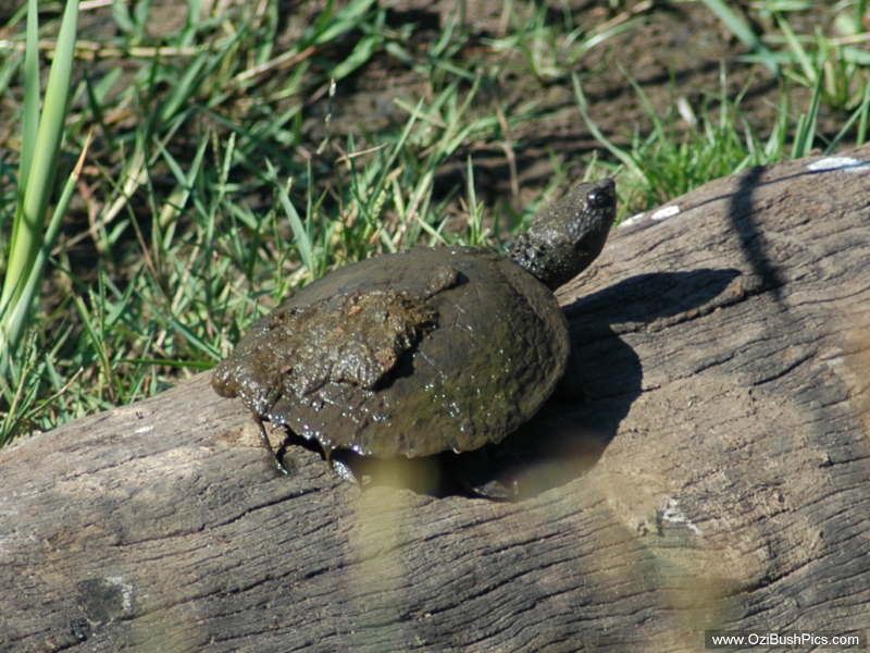 Eastern snaked neck turtle (Chelodina longicollis),
Doubtful Creek, NSW.