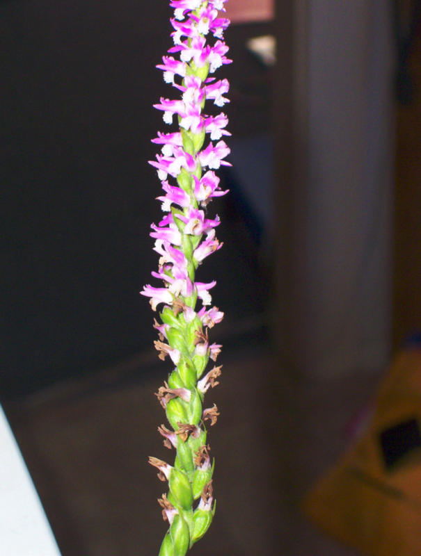 Spiranthes australis, Ballina NSW.