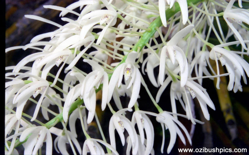 Dendrobium tarberi, Ballina NSW