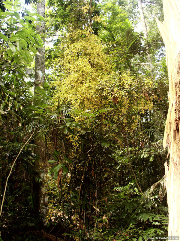 Pseudovanilla foliata - Alstonville, NSW