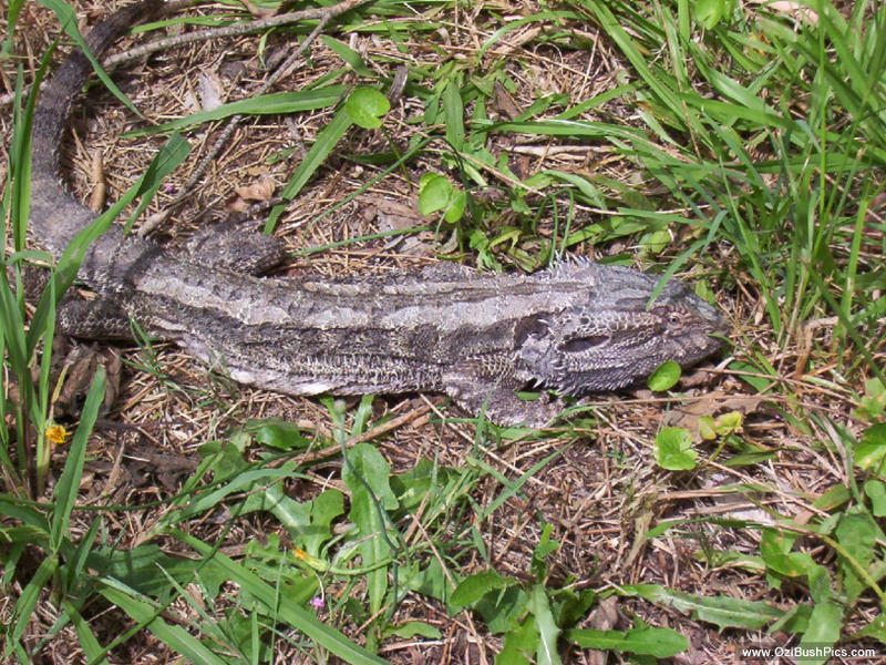 Eastern Bearded Dragon (Pogona barbarta). Ballina NSW.
