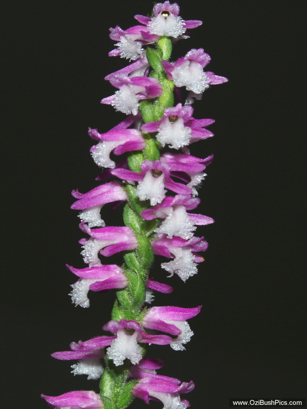 Spiranthes australis.
Ballina, NSW.